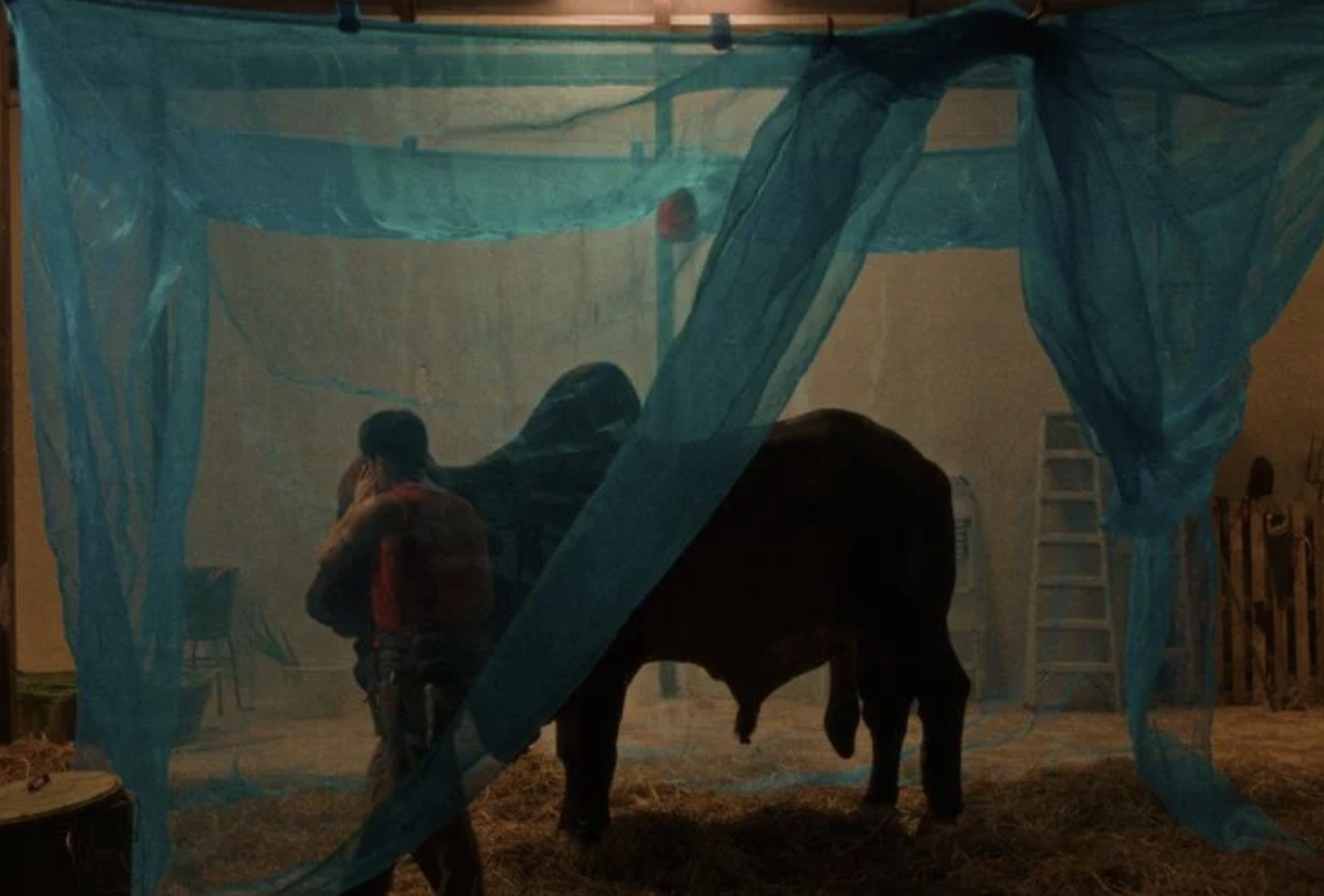 The Bovine Comedy